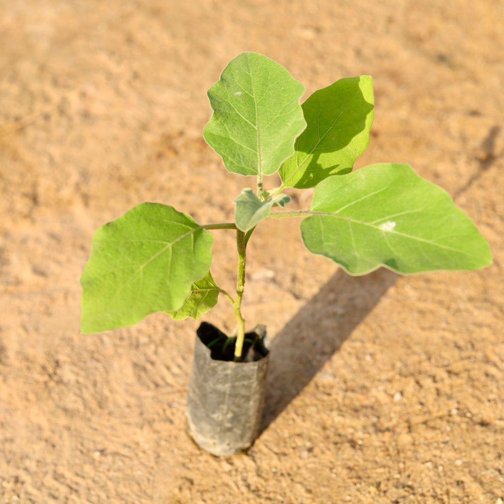 Brinjal / Baigan in 6 Inch Nursery Pot