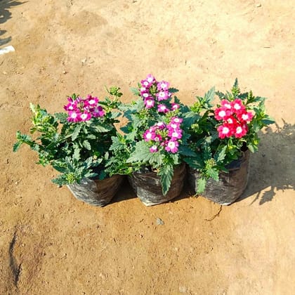 Set of 3 Verbena (any colour) in 4 Inch Nursery Bag