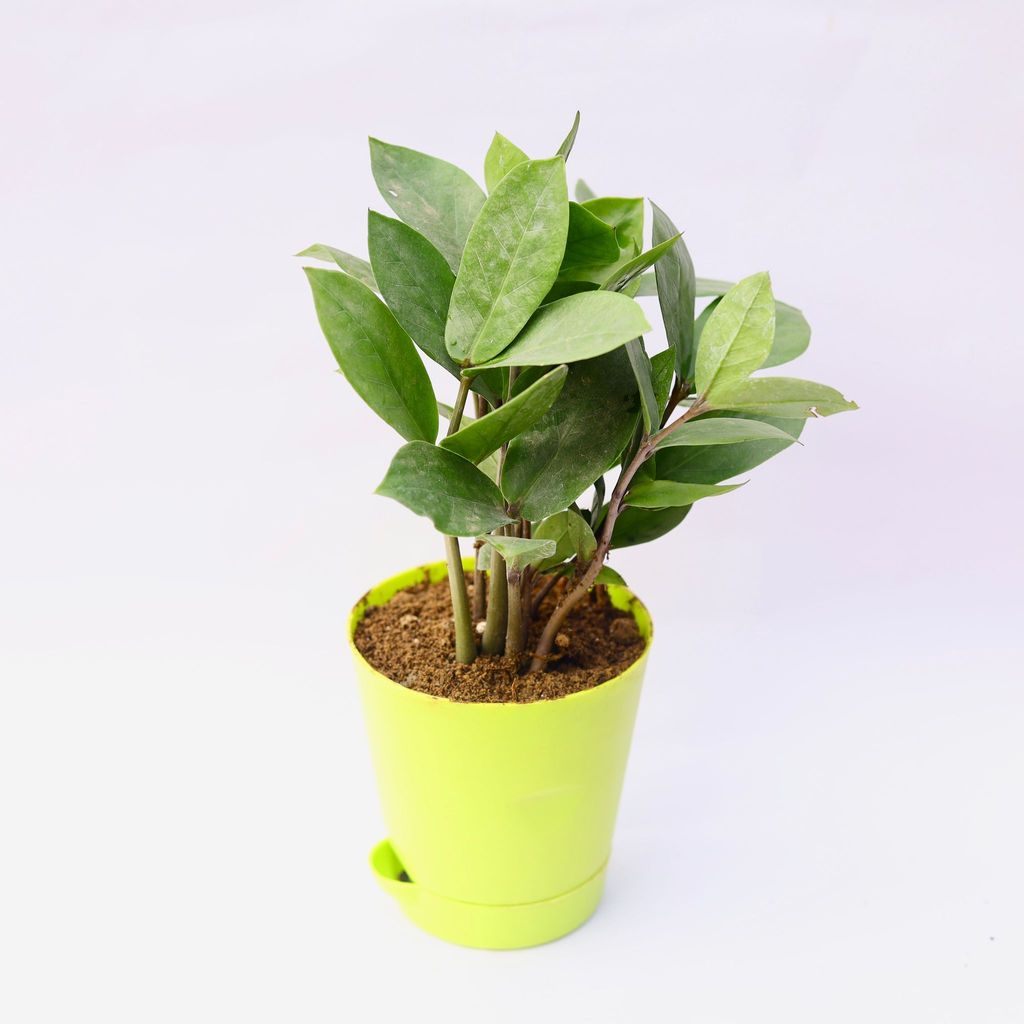 Zz Green in 4 Inch Green Florence Self Watering Pot