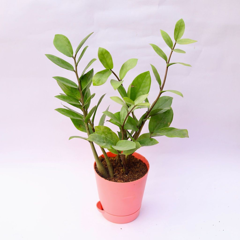 Zz Green in 4 Inch Pink Florence Self Watering Pot