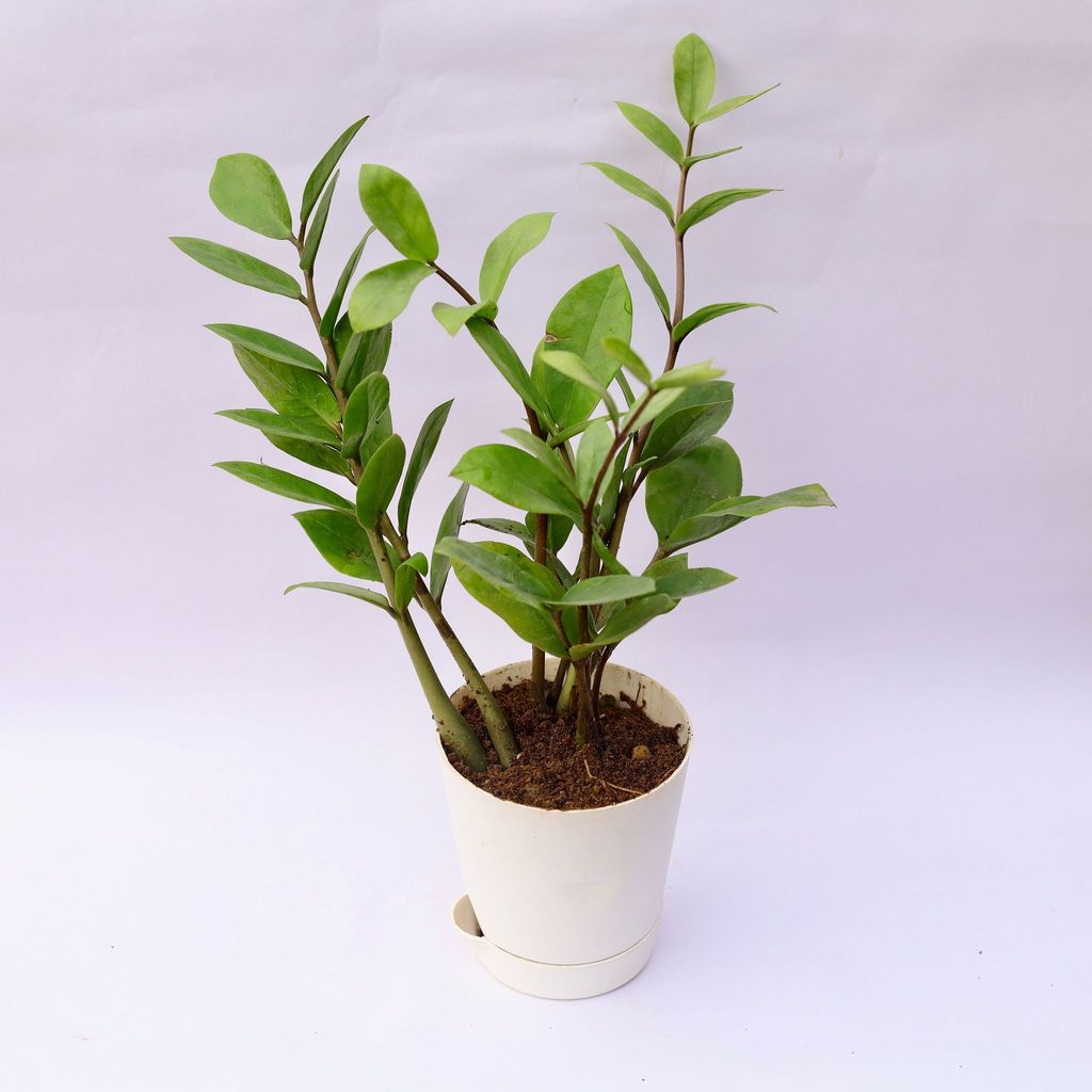 Zz Green in 4 Inch White Florence Self Watering Pot