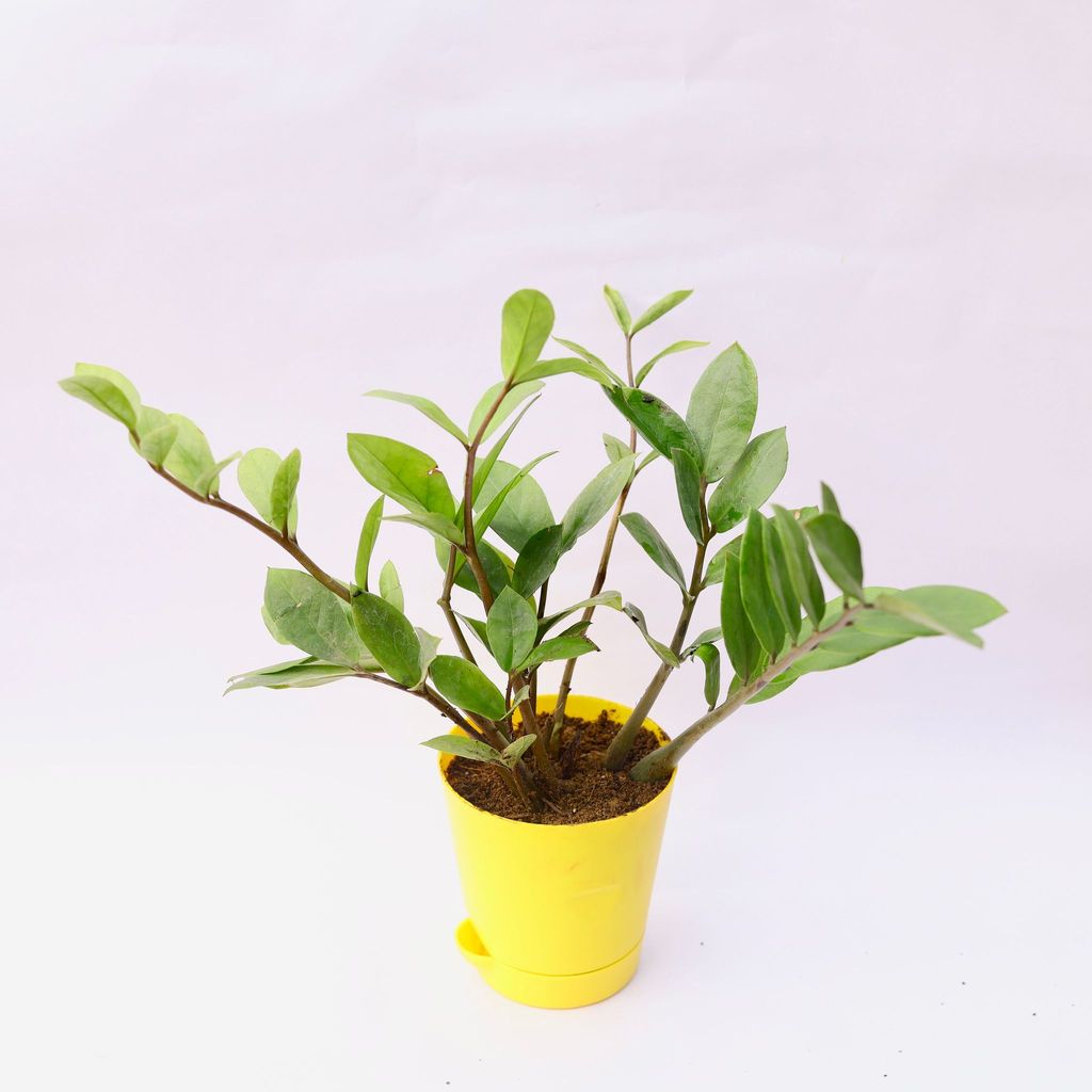 Zz Green in 4 Inch Yellow Florence Self Watering Pot