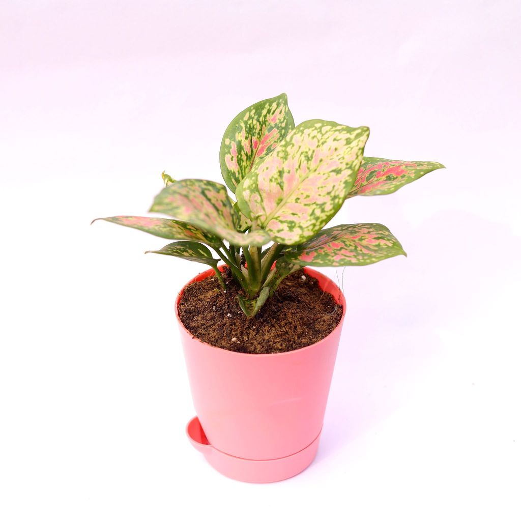 Aglaonema Pink in 4 Inch Pink Florence Self Watering Pot