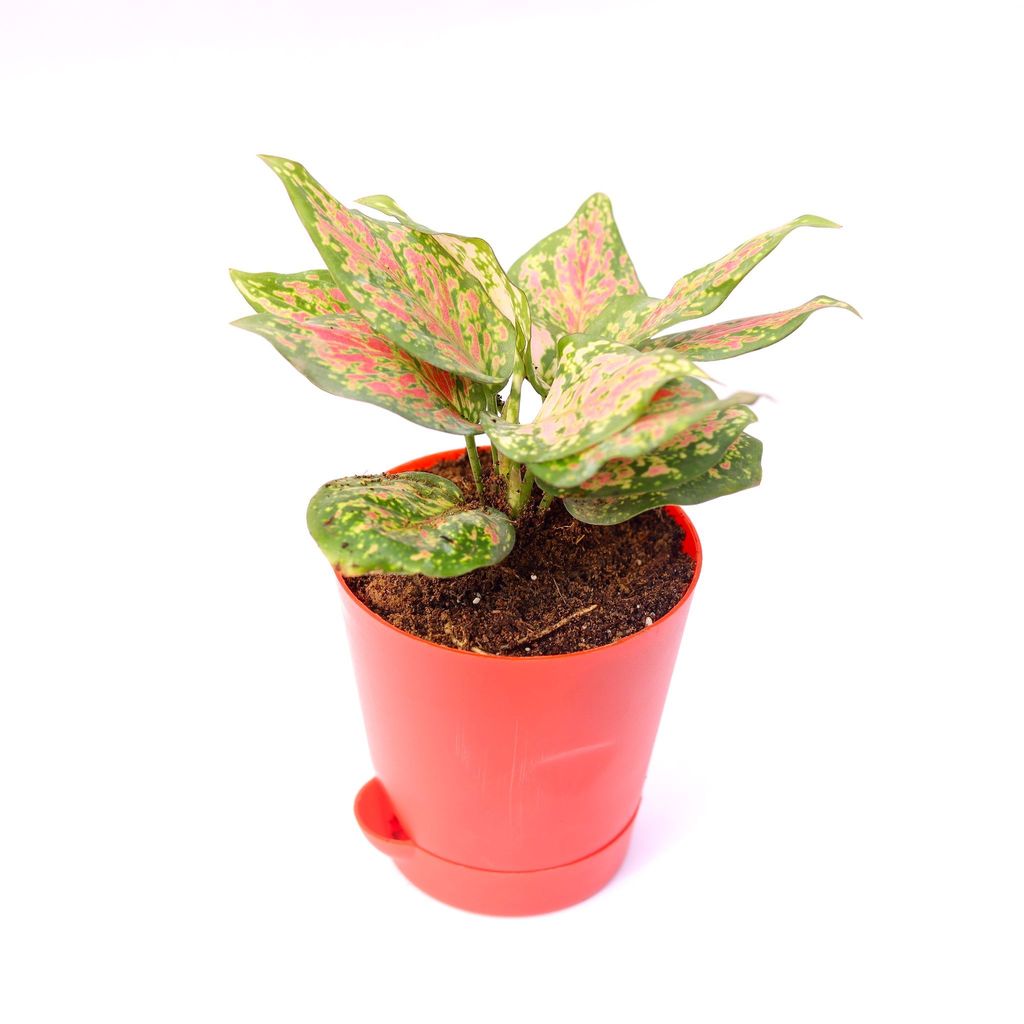 Aglaonema Pink in 4 Inch Red Florence Self Watering Pot