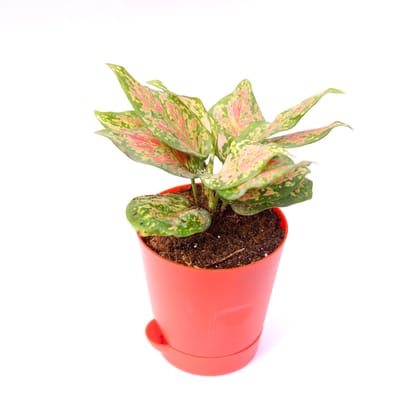 Buy Aglaonema Pink Dalmation in 4 Inch Red Florence Self Watering Pot Online | Urvann.com