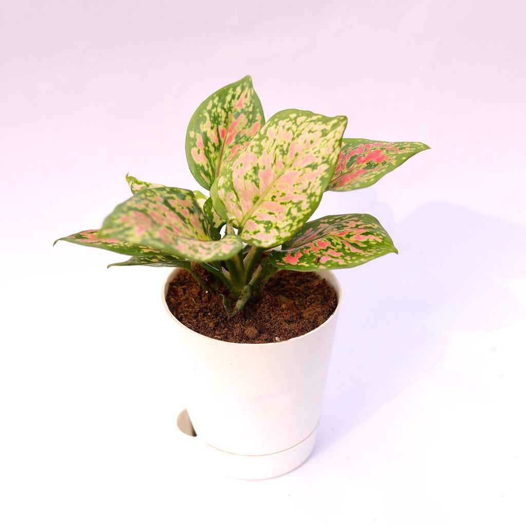 Aglaonema Pink in 4 Inch White Florence Self Watering Pot