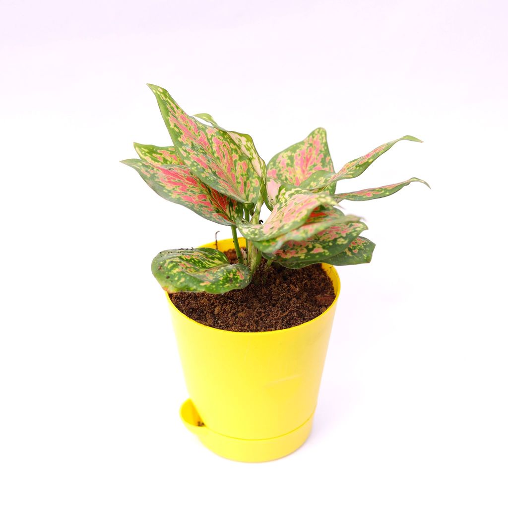 Aglaonema Pink in 4 Inch Yellow Florence Self Watering Pot