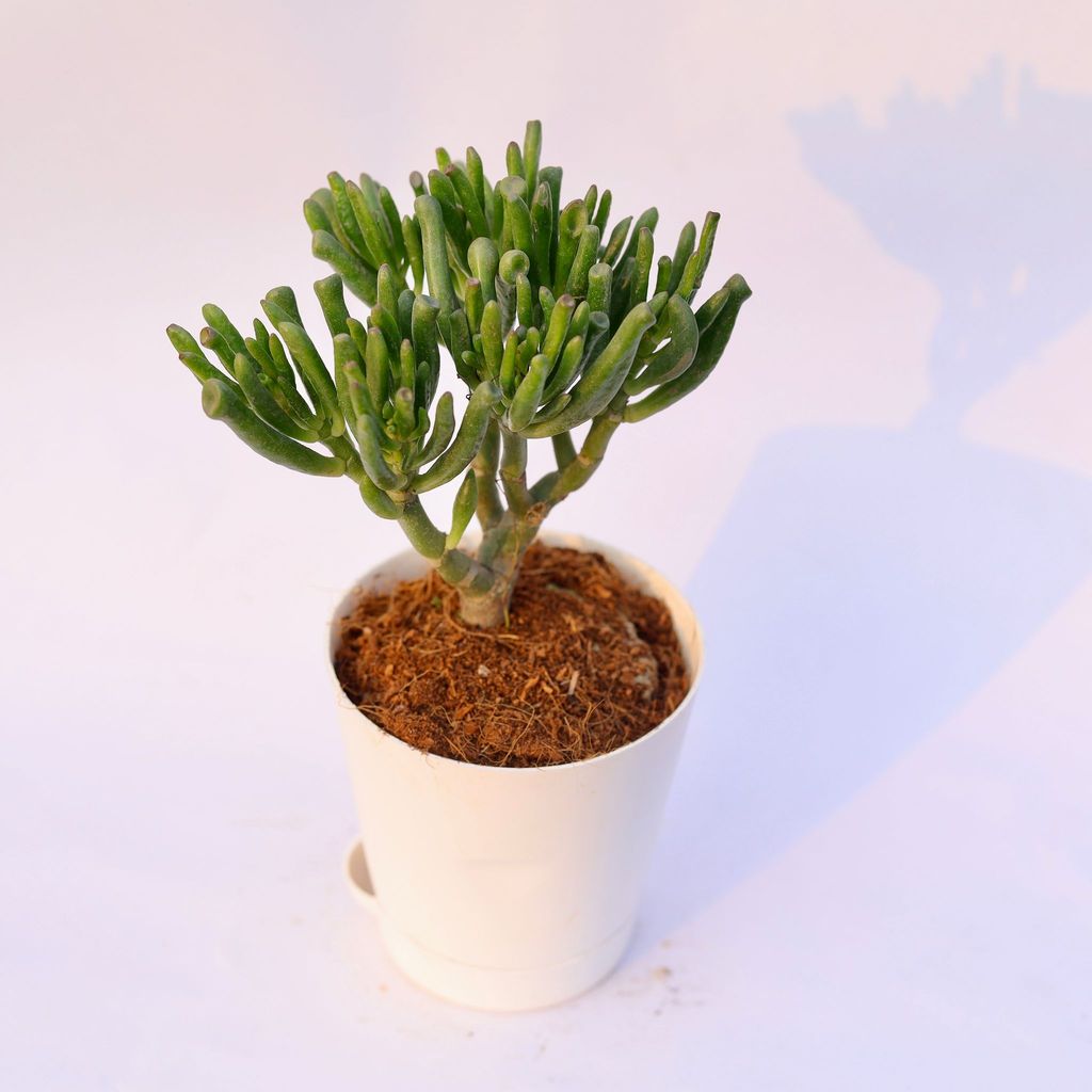 Crassula Gollum Jade in 4 Inch White Florence Self Watering Pot