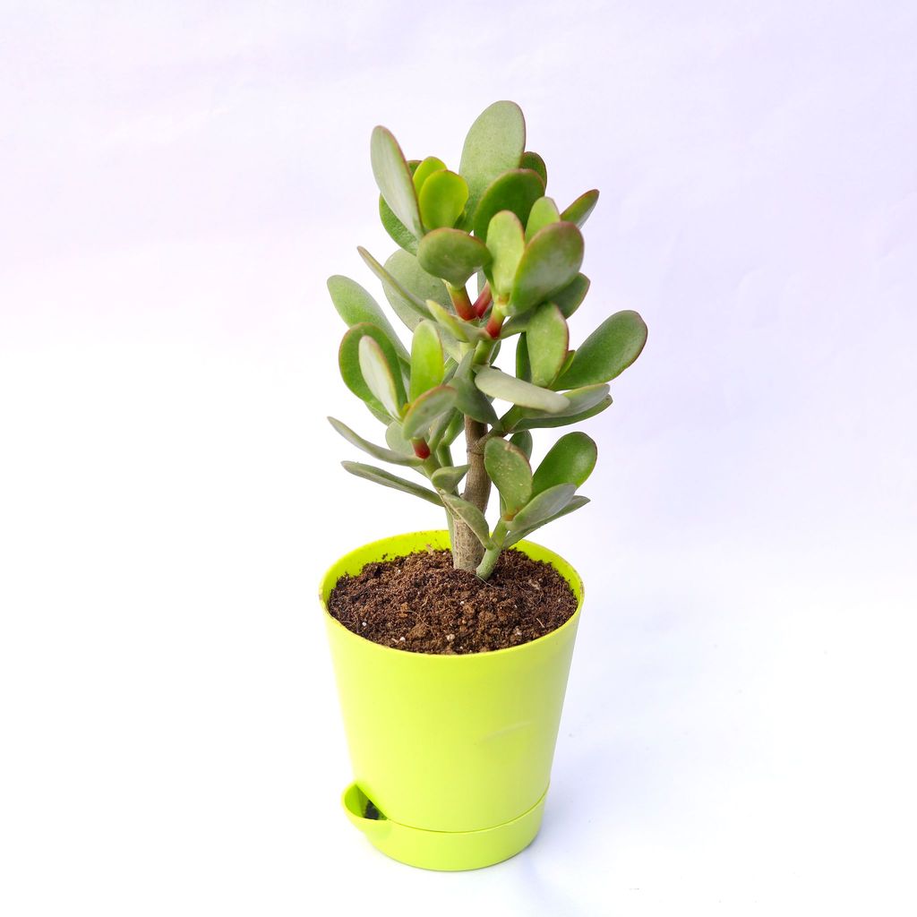 Crassula Ovata Succulent in 4 Inch Green Florence Self Watering Pot