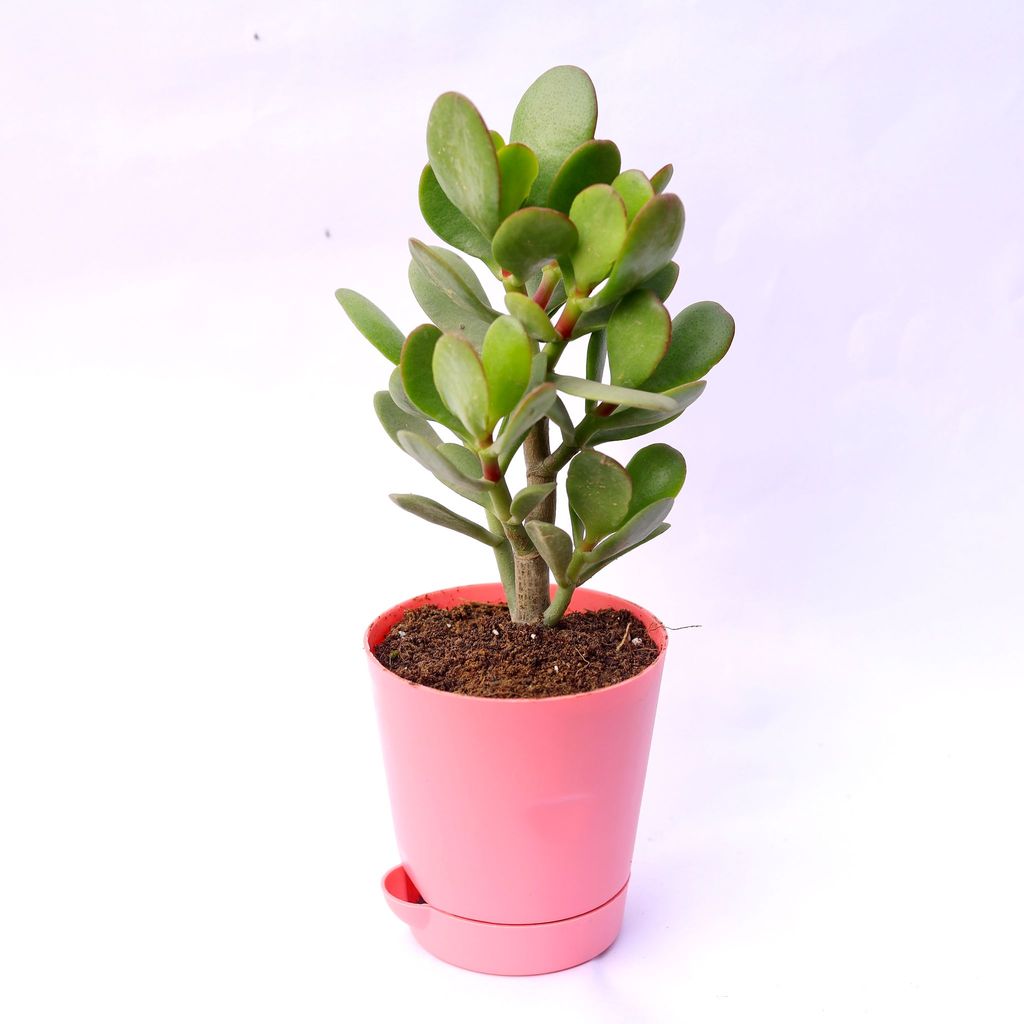 Crassula Ovata Succulent in 4 Inch Pink Florence Self Watering Pot