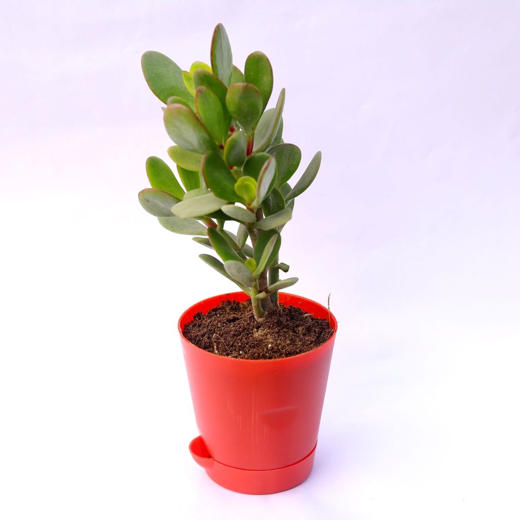 Crassula Ovata Succulent in 4 Inch Red Florence Self Watering Pot