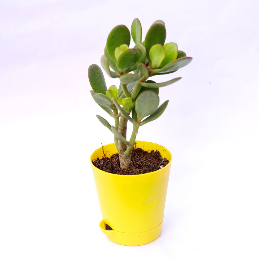 Crassula Ovata Succulent in 4 Inch Yellow Florence Self Watering Pot