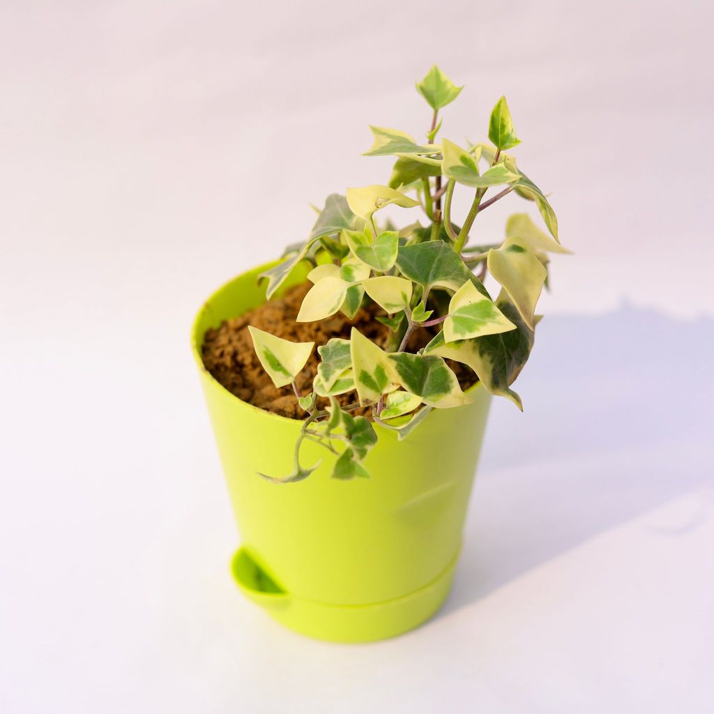 English Ivy in 4 Inch Green Florence Self Watering Pot