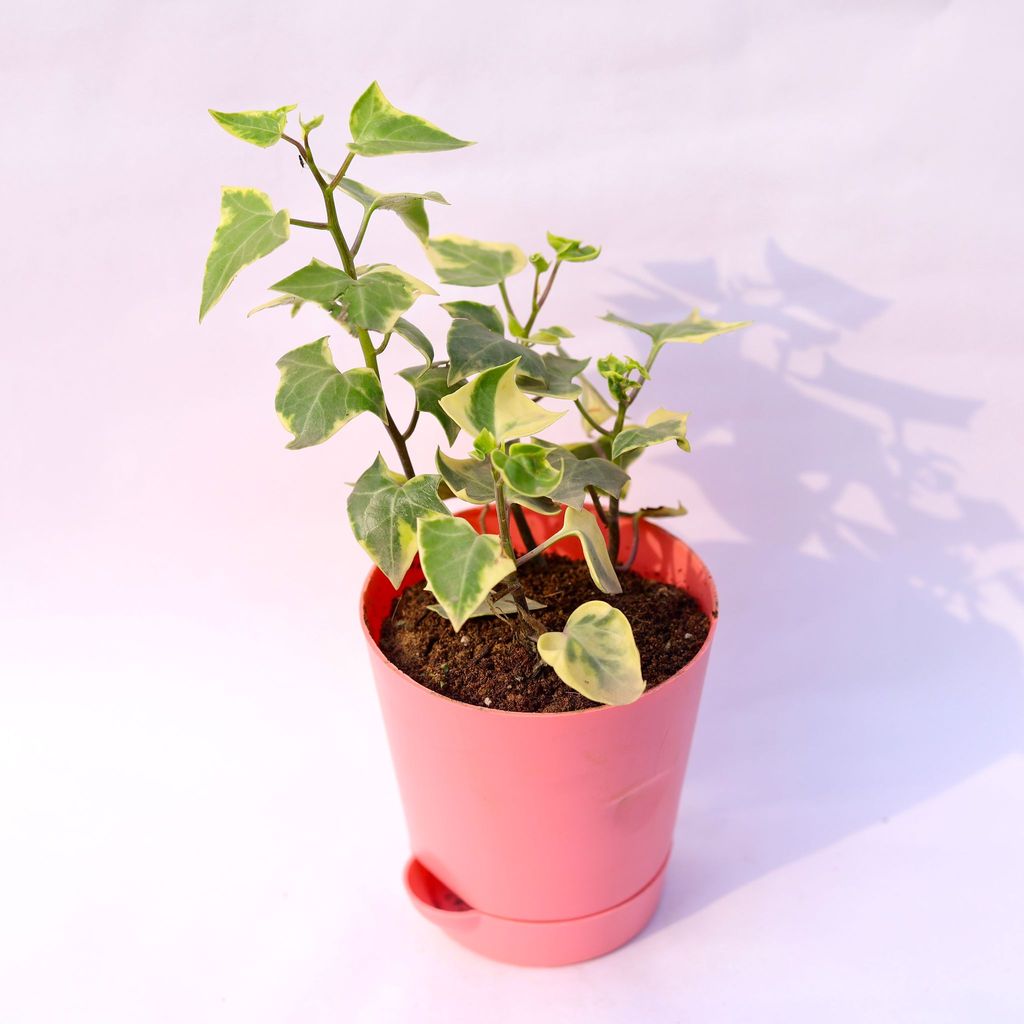 English Ivy in 4 Inch Pink Florence Self Watering Pot