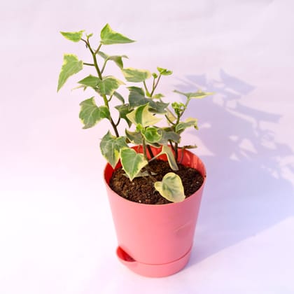 Buy English Ivy in 4 Inch Pink Florence Self Watering Pot Online | Urvann.com