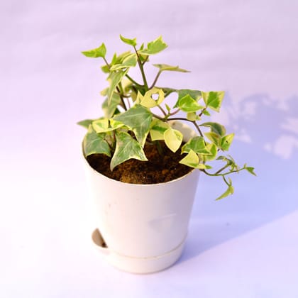 Buy English Ivy in 4 Inch White Florence Self Watering Pot Online | Urvann.com