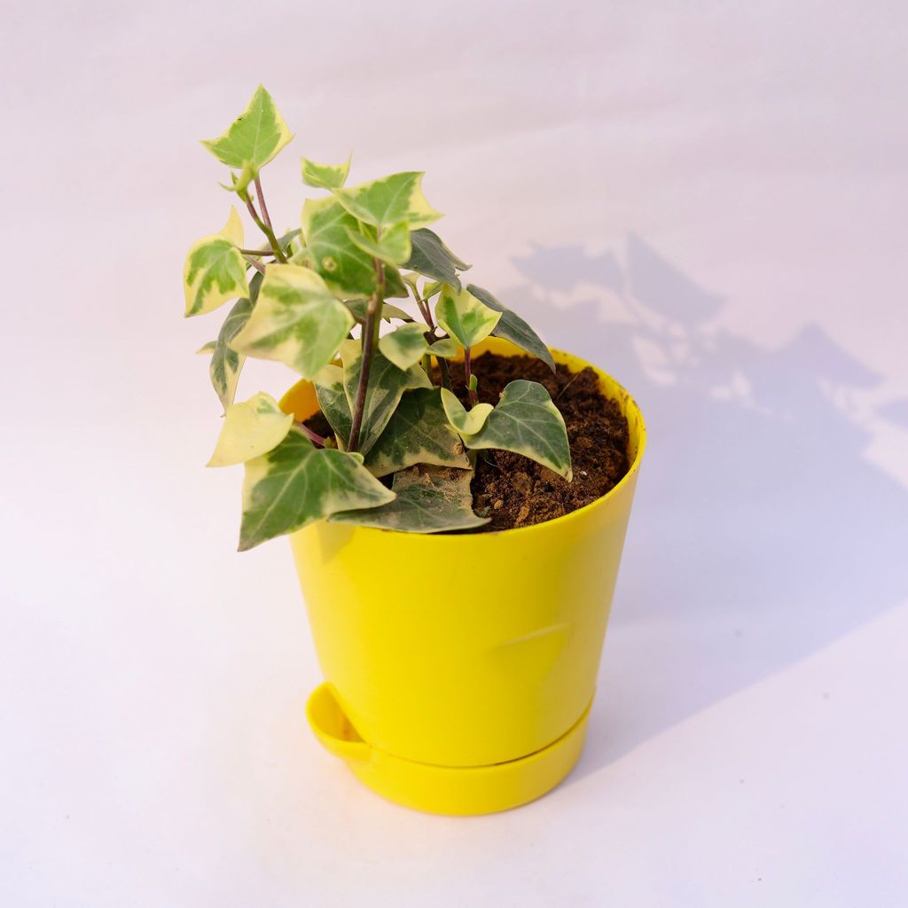 English Ivy in 4 Inch Yellow Florence Self Watering Pot