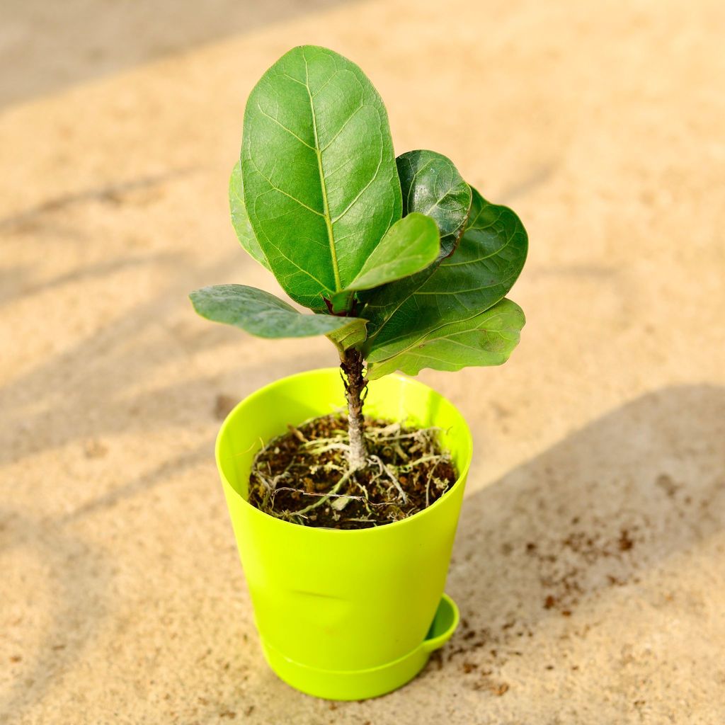 Fiddle Leaf Fig / Ficus Lyrata in 4 Inch Green Florence Self Watering Pot