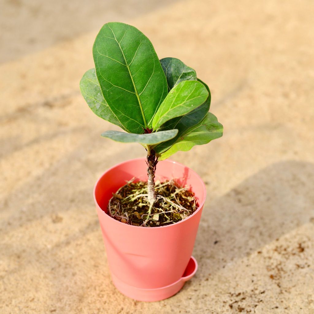 Fiddle Leaf Fig / Ficus Lyrata in 4 Inch Pink Florence Self Watering Pot