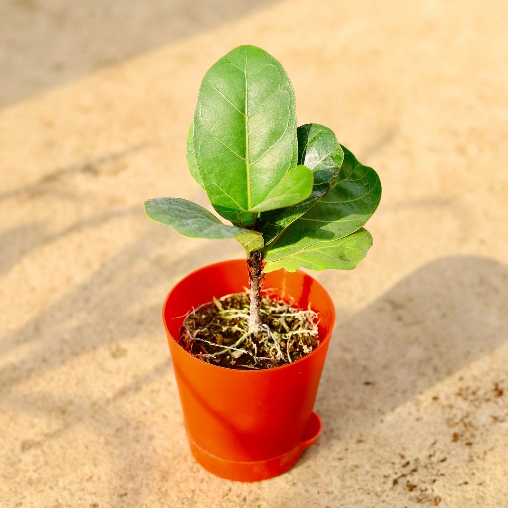 Fiddle Leaf Fig / Ficus Lyrata in 4 Inch Red Florence Self Watering Pot