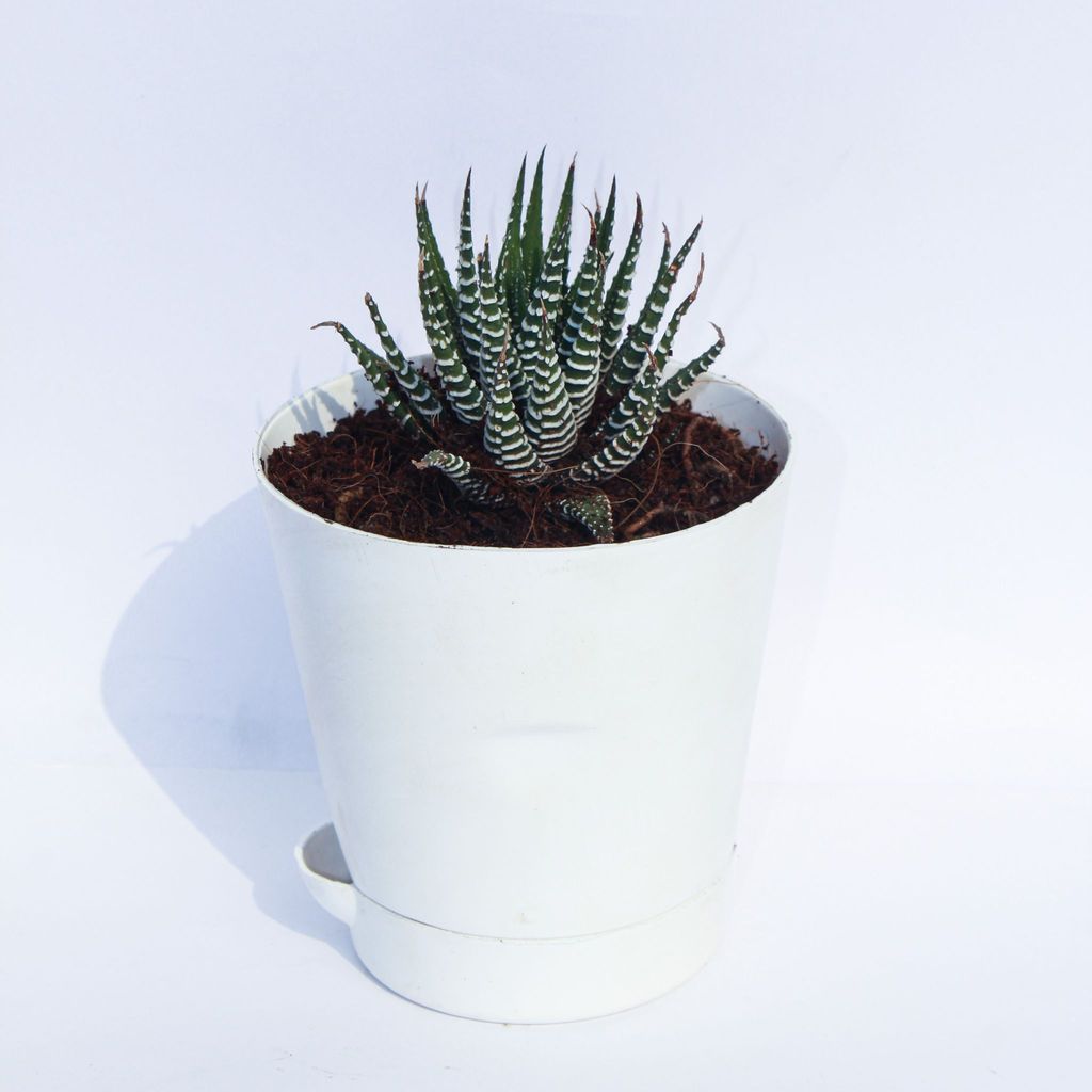 Haworthia Zebrina Succulent in 4 Inch White Florence Self Watering Pot