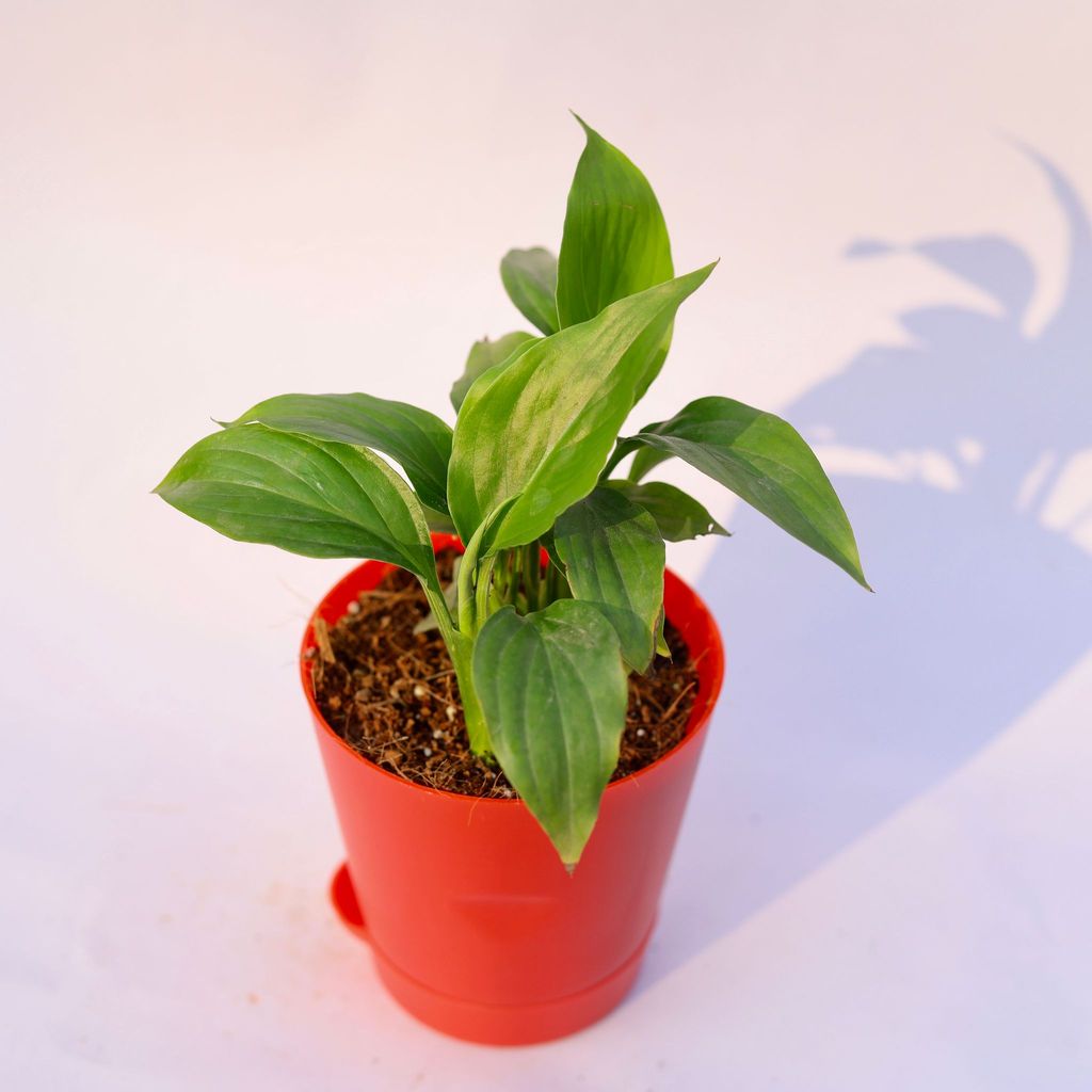 Peace Lily in 4 Inch Red Florence Self Watering Pot