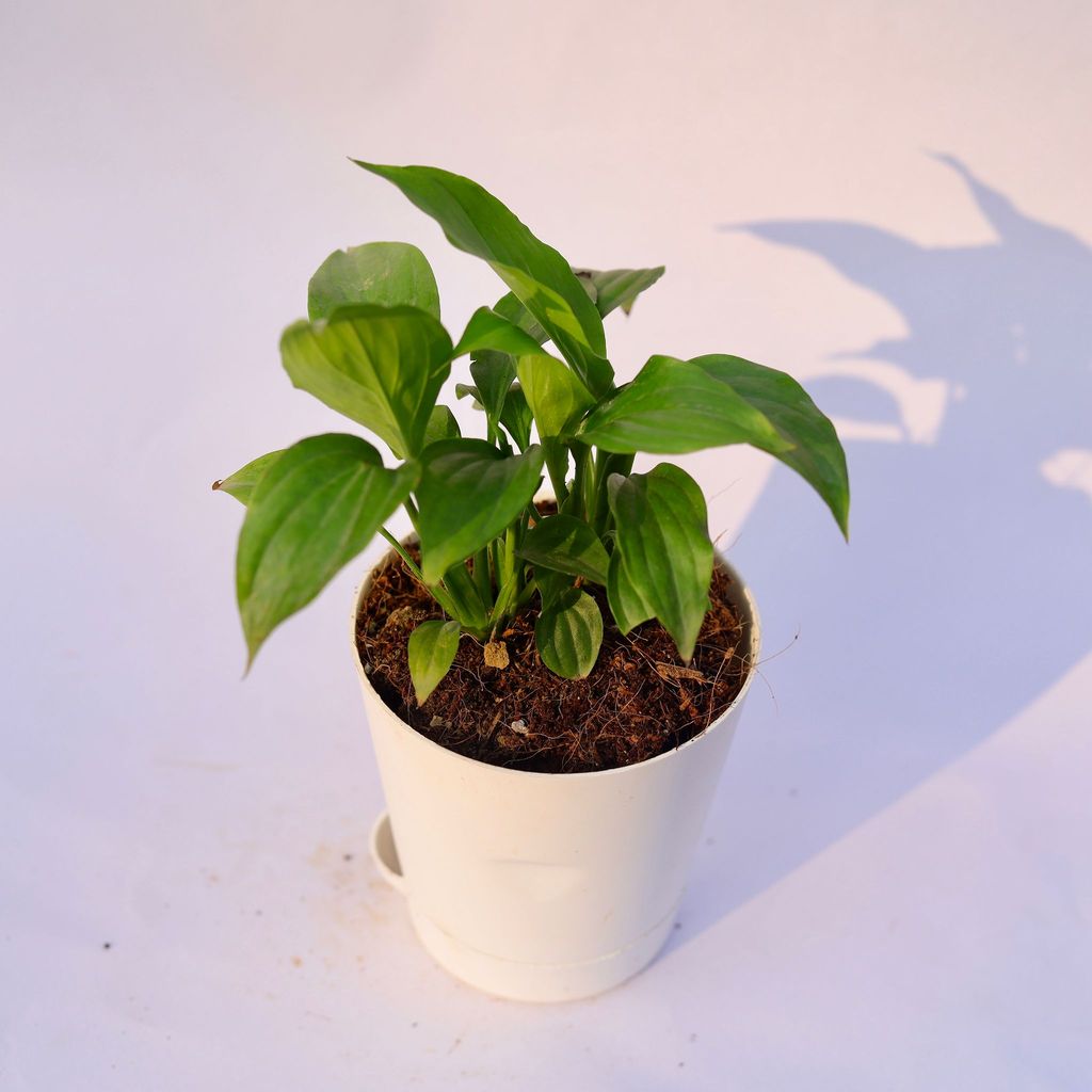 Peace Lily in 4 Inch White Florence Self Watering Pot