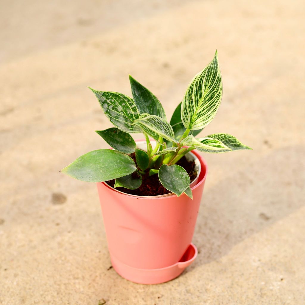 Philodendron Birkin in 4 Inch Pink Florence Self Watering Pot