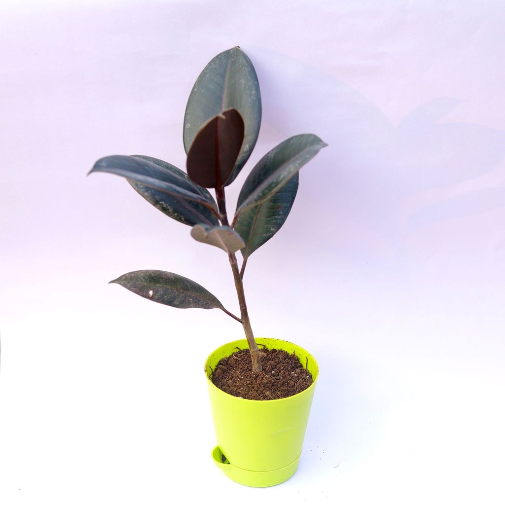 Rubber in 4 Inch Green Florence Self Watering Pot