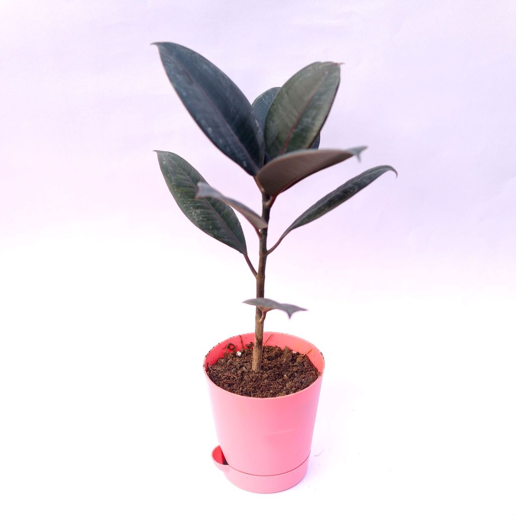 Rubber in 4 Inch Pink Florence Self Watering Pot