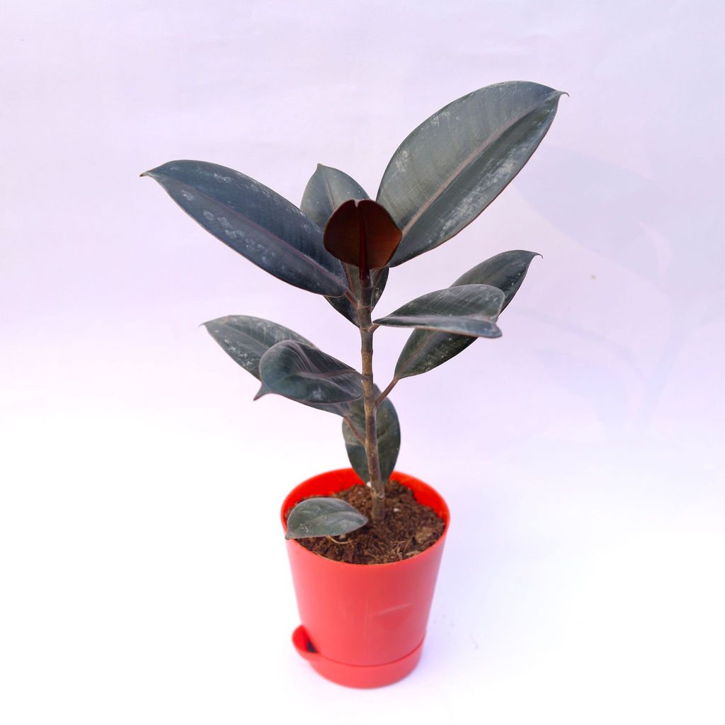 Rubber in 4 Inch Red Florence Self Watering Pot