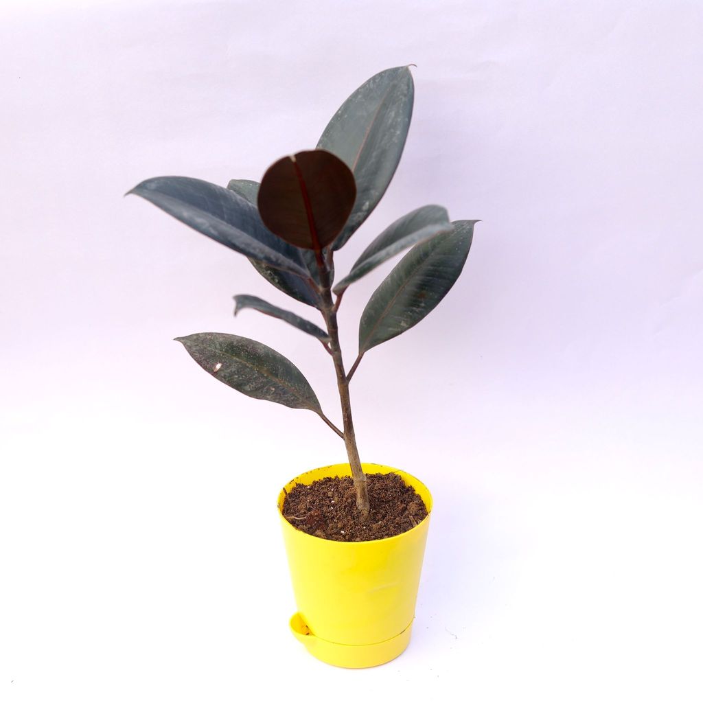 Rubber in 4 Inch Yellow Florence Self Watering Pot