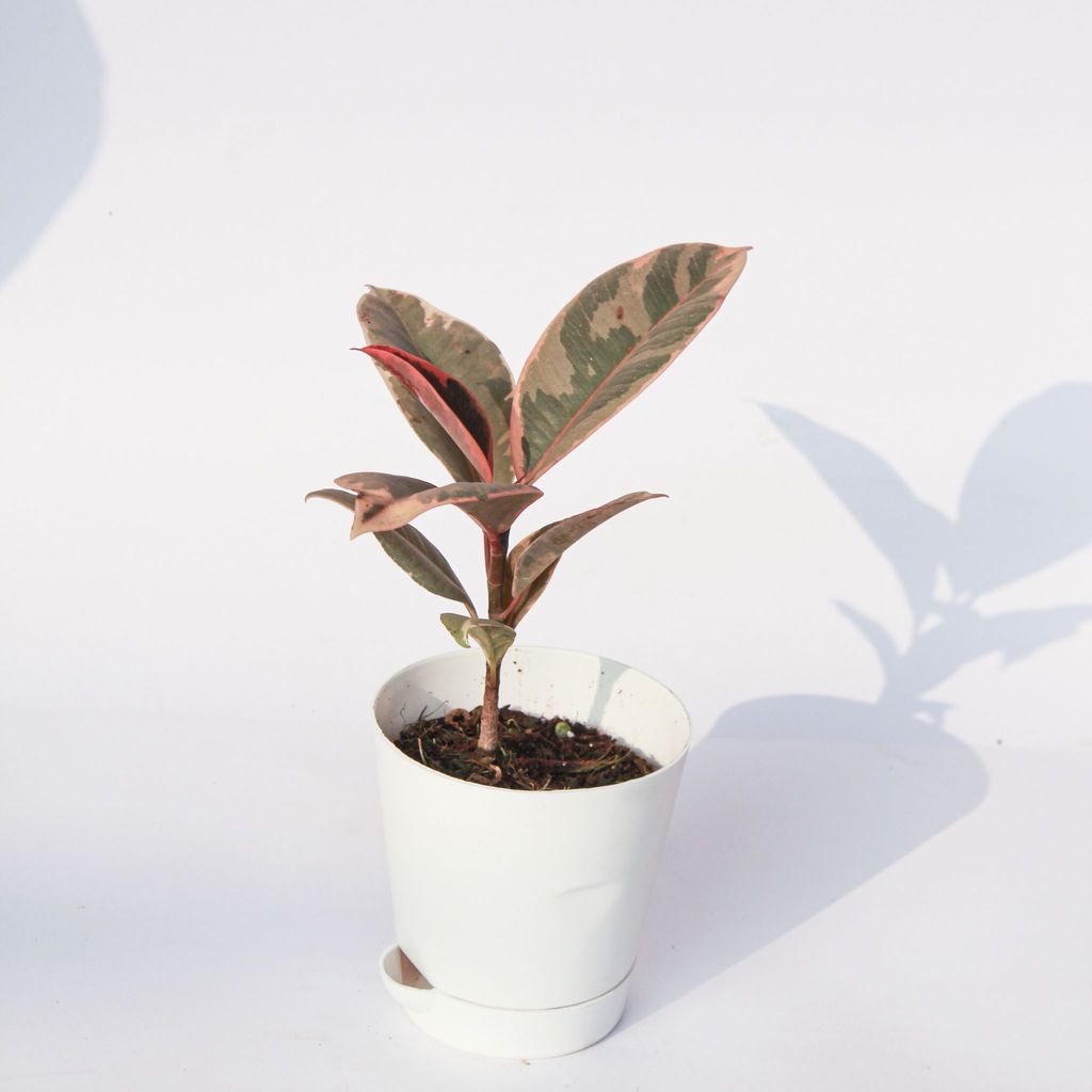 Rubber Vareigated in 4 Inch White Florence Self Watering Pot