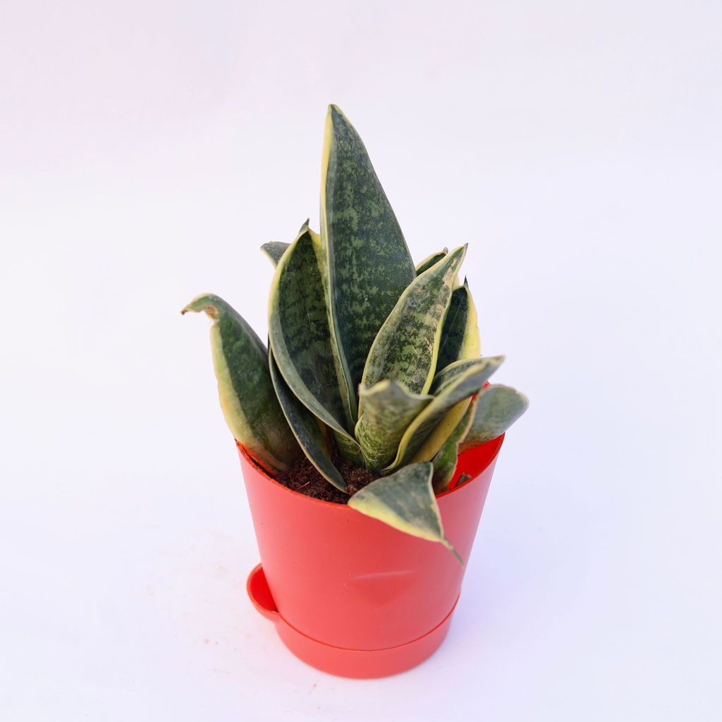 Snake Yellow in 4 Inch Red Florence Self Watering Pot