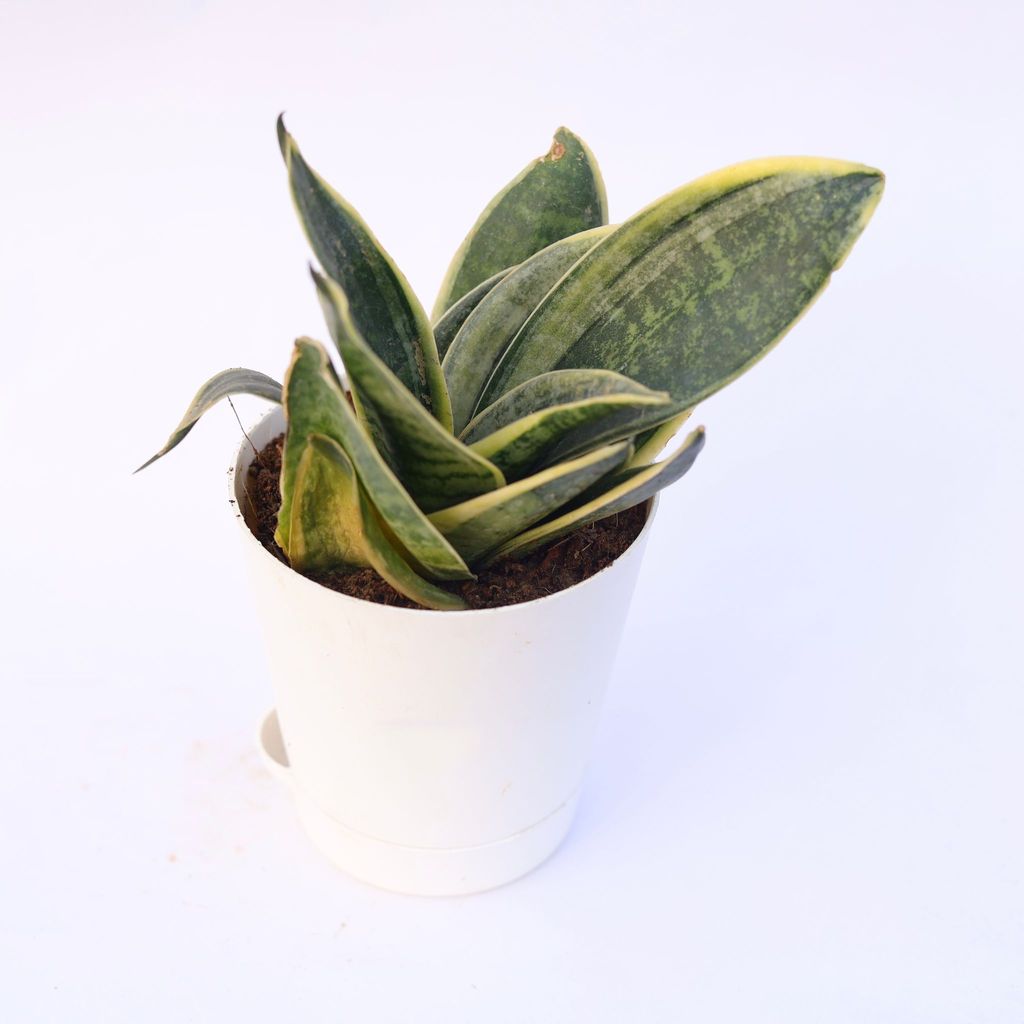 Snake Yellow in 4 Inch White Florence Self Watering Pot