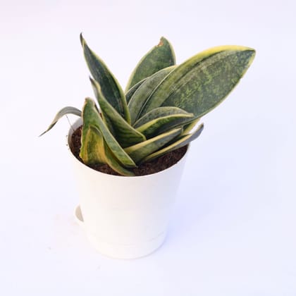 Buy Snake Yellow in 4 Inch White Florence Self Watering Pot Online | Urvann.com