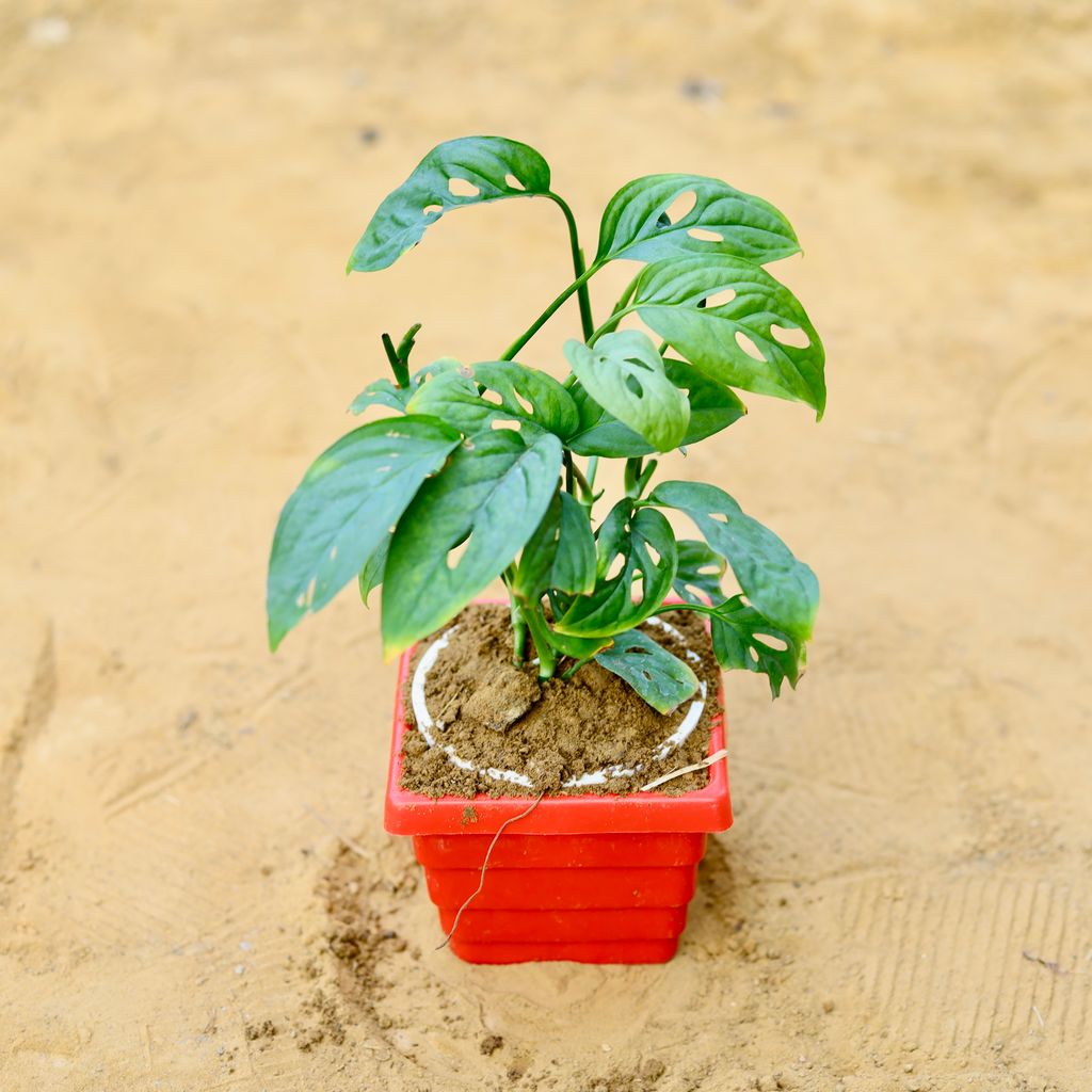 Monstera Broken Heart in 4 Inch Red Premium Orchid Square Plastic Pot