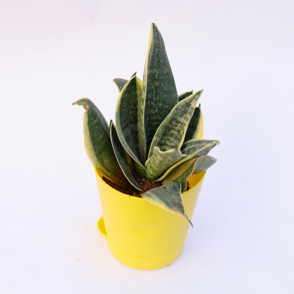 Snake Yellow in 4 Inch Yellow Florence Self Watering Pot