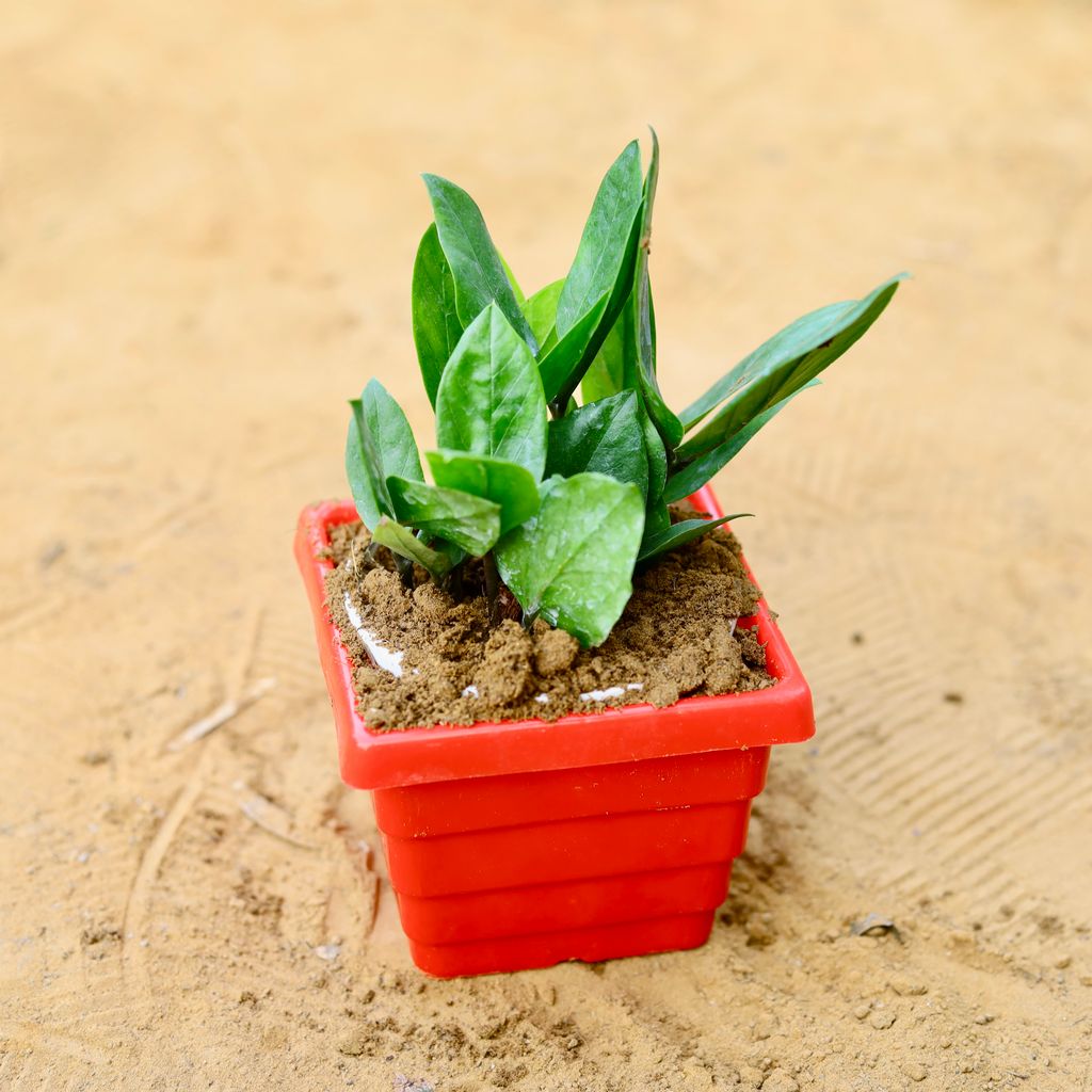 Zz Green in 4 Inch Red Premium Orchid Square Plastic Pot