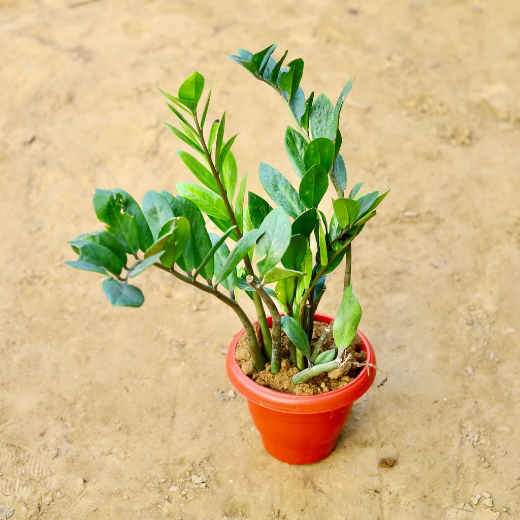 Zz Curly in 8 Inch Terracotta Red Classy Plastic Pot