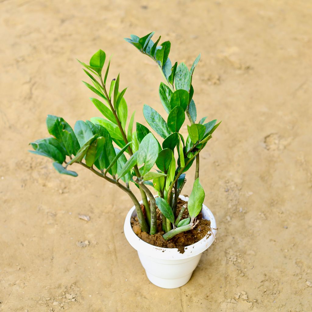 Zz Curly in 8 Inch White Classy Plastic Pot