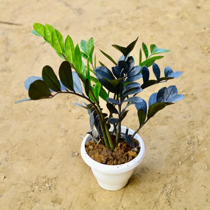 Buy Zz Black in 8 Inch White Classy Plastic Pot Online | Urvann.com