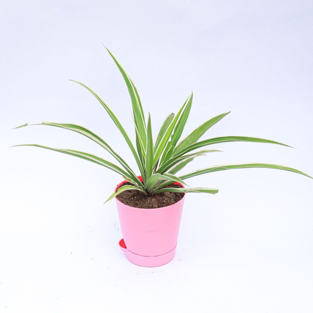 Spider in 4 Inch Pink Florence Self Watering Pot