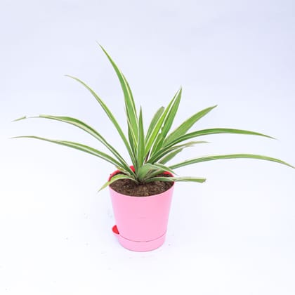 Buy Spider in 4 Inch Pink Florence Self Watering Pot Online | Urvann.com