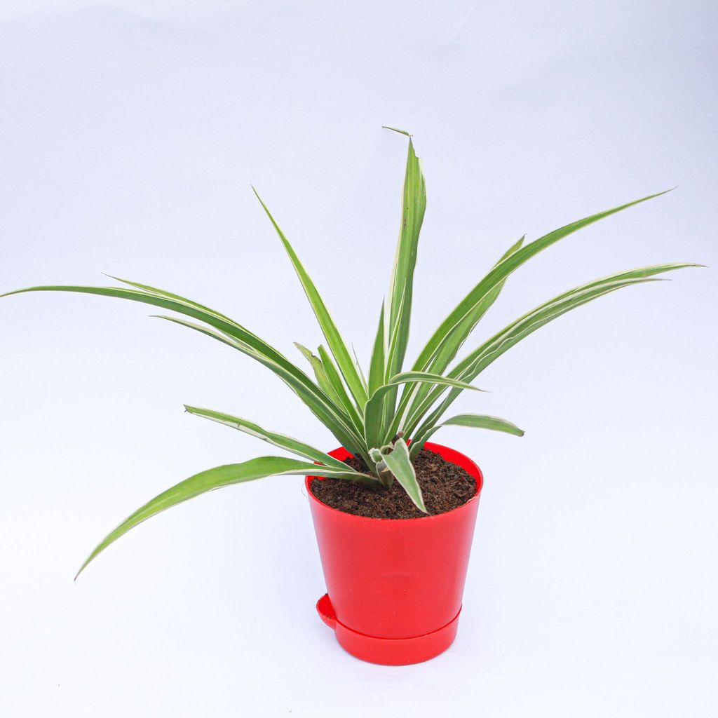 Spider in 4 Inch Red Florence Self Watering Pot