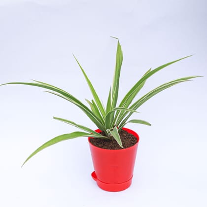 Buy Spider in 4 Inch Red Florence Self Watering Pot Online | Urvann.com