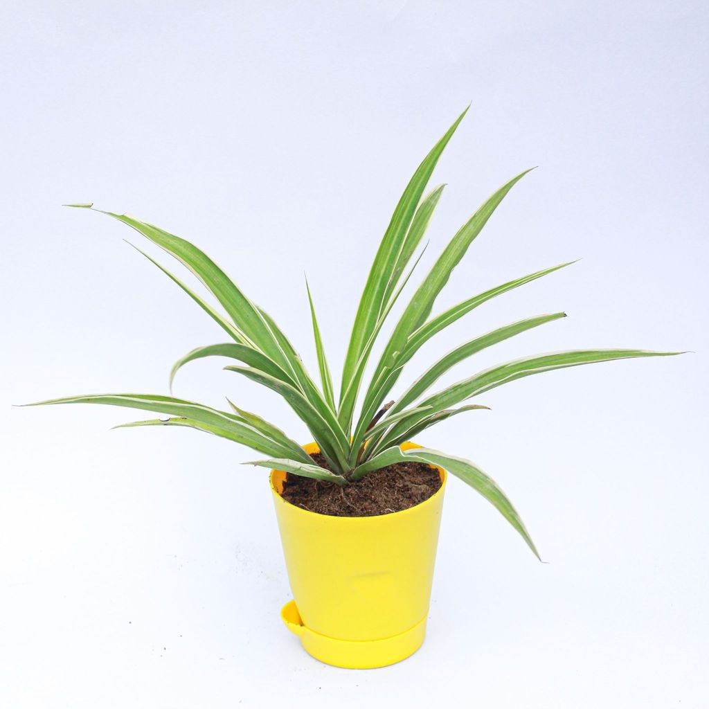 Spider in 4 Inch Yellow Florence Self Watering Pot