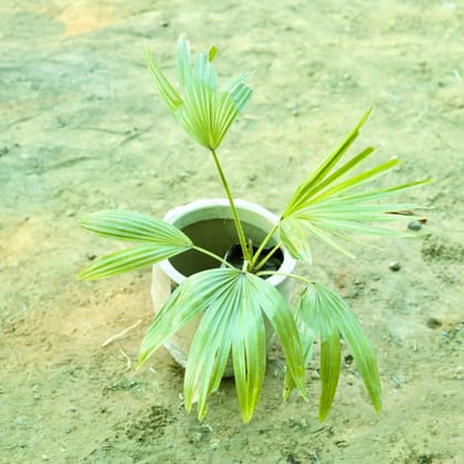 Buy China / Fan Palm (~ 2 Ft) in 10 X 10 Inch Sandstone Premium Convessa Fiberglass Planter Online | Urvann.com