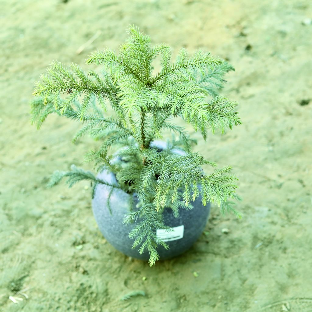 Araucaria / Christmas Tree (~ 1.5 Ft) in 9 Inch Grey Premium llios Fiberglass Planter