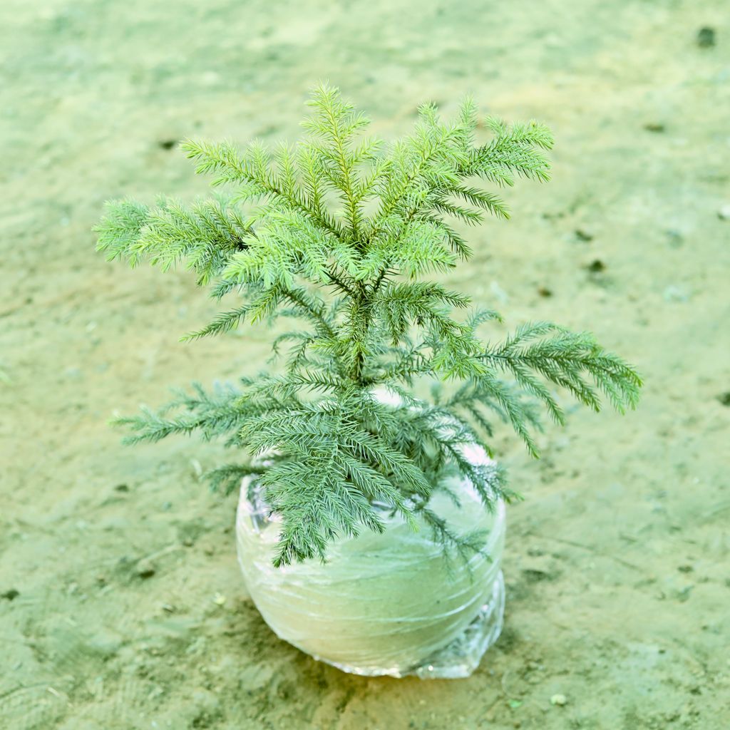 Araucaria / Christmas Tree (~ 1.5 Ft) in 9 Inch Sandstone Premium llios Fiberglass Planter